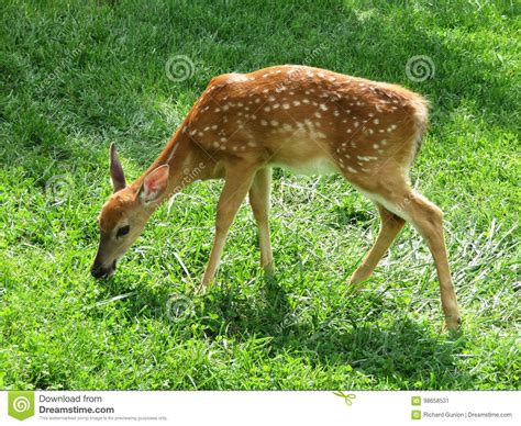 Grazing Fawn Whitetail Deer Stock Image Image Of Grazing Deer 98658531