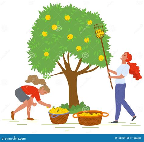 Young Girls Picking Yellow Apples Vector Image Stock Vector