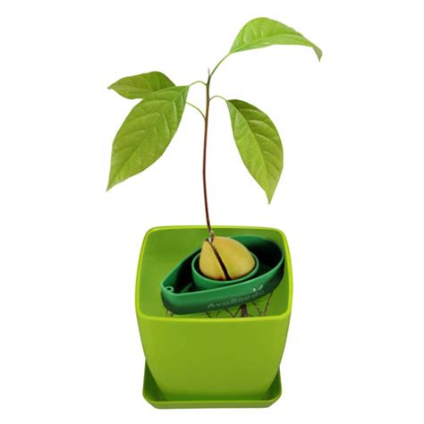 Examines how the dermis of a plant covers and protects a plant just as skin covers and protects humans. Fathers Day Gift Guide | Mama Natural