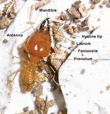 Termite Anatomy Pictures