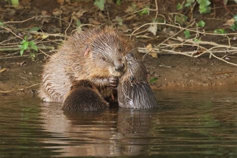 Public Must Join The Fight To Bring Back The Beaver Says Wildlife Trust Evening Standard