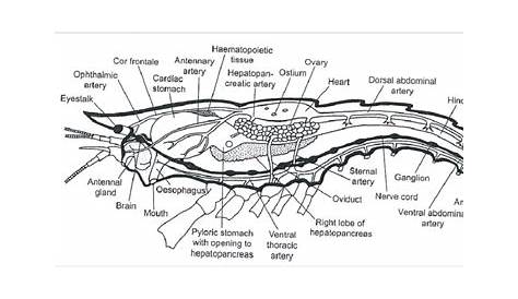 5. Internal anatomy of female crayfish showing the main organs, except