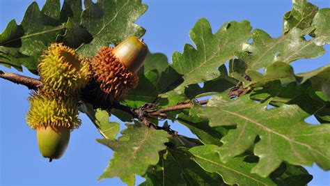 Turkey Oak Quercus Cerris British Trees Woodland Trust