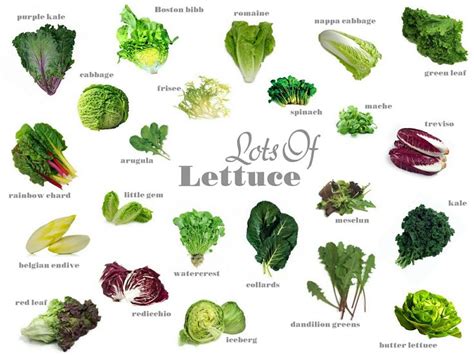 Pin By Lita Laza On Healthy Eating Types Of Lettuce Lettuce