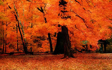Fall Colored Tree Wallpaper