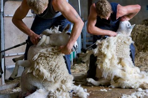 How To Shear A Sheep Step By Step Video