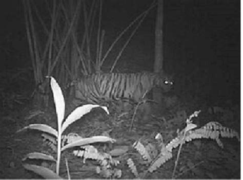 Misteri Foto Harimau Peneliti Yakini Itu Foto Harimau Jawa Mongabay