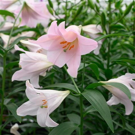 Lilium Magnifique White Flower Farm