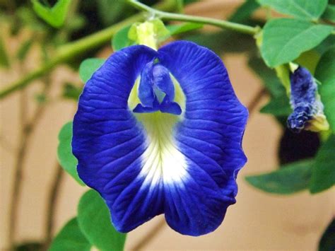 This blue butterfly pea tea is also called anchan tea, color changing tea, clitoria tea, thai blue tea, blue tea, blue chai (india) and aparajita tea in. 10 BLUE TERNATE BENEFITS AND USES  Clitoria Ternatea  in ...