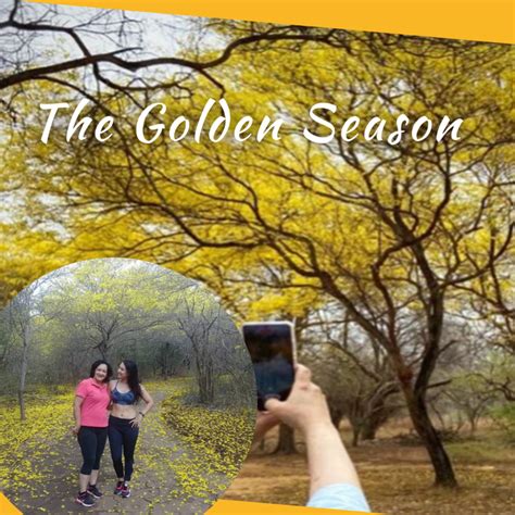 The Golden Season Peakd