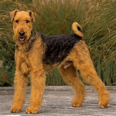 airedale terriers fokker diepenbeek airedale terrier airedale dogs