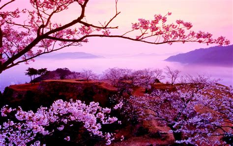 Sakura Trees Wallpaper Japanese Cherry Blossom Wallpaper 1920x1080