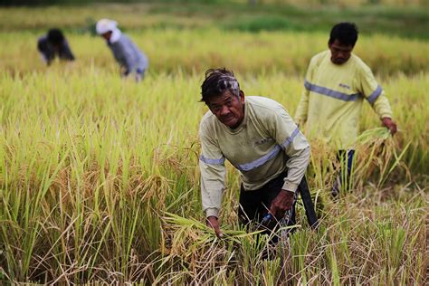 Did The Rice Tariff Law Just Sink The Filipino Farmers Even Lower