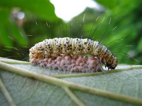 Caterpillar And Parasitic Wasp Eggs Project Noah