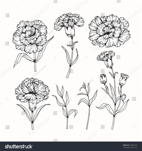 Vector Collection Set Of Carnation Flower By Hand Drawing On White