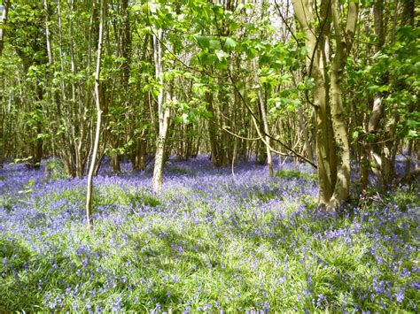 Photograph Of Angmering Bluebell Woods By Pauline Johnson Pauline