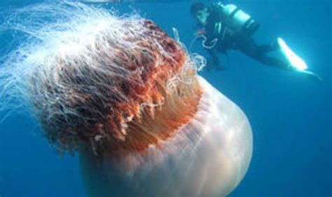 ‘soup Of Poisonous Jellyfish Hit Britain Uk News Uk