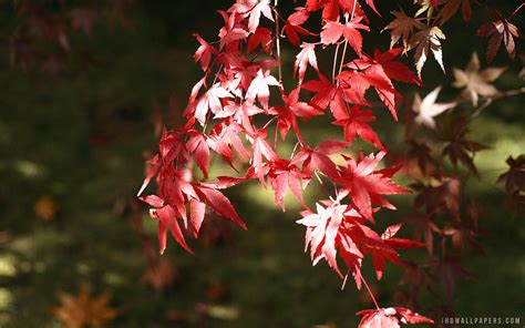 Red Japanese Maple Leaves Wallpaper Nature And Landscape Wallpaper