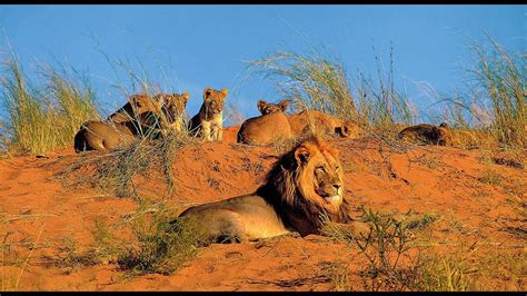Namibia Conservation Safari Webinar In The Realm Of The Desert Lion