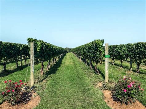 13 Best Vineyards On Long Island Ny Wineries Near Nyc From A Local