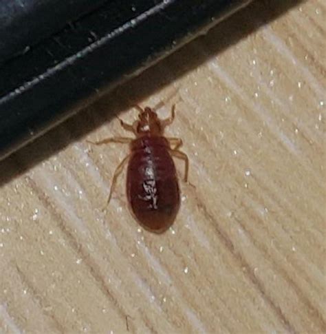 Body Lice Or Bed Bug Or Cimex Lectularius Bugguidenet