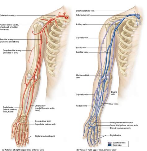 Arteries And Veins Of The Upper Limb Arteries And Veins Veins My XXX