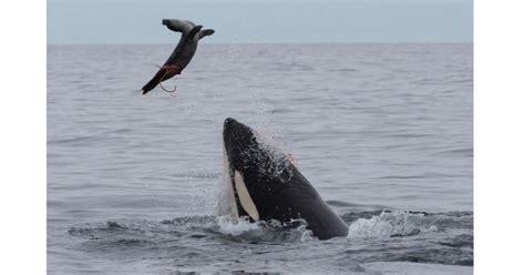 Killer Whales Eating Seals