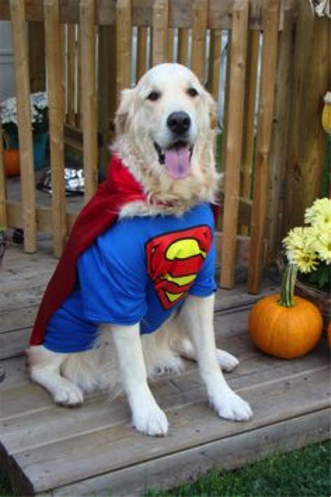 Happy Howl O Ween The Best Costumes For Your Dogs Breed