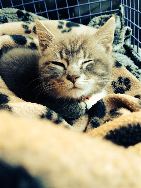 Taking Your Kitten Home Veterinary