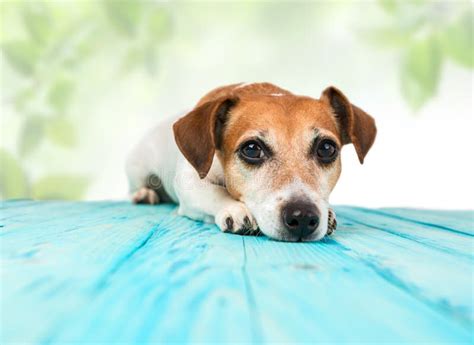 Relaxed Dog On Tropical Beach Stock Photo Image Of Outside Happy