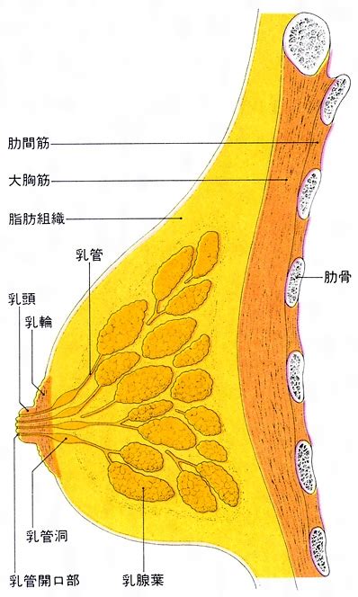 乳腺ニュウセンとは？ 意味や使い方 コトバンク