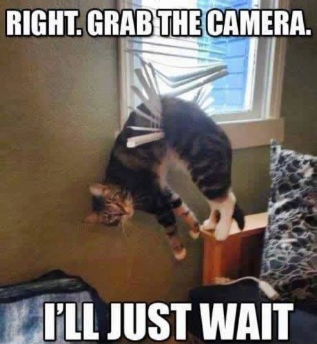 Just cats staring at walls. right. grab the camera. I'll just wait. | Cute and Funny ...