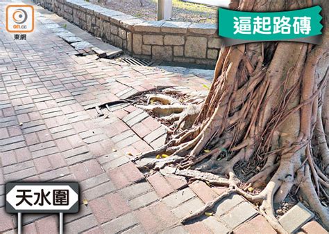 油麻地的神秘通道, 99%香港人未去過 ( 上集 ). 探射燈：膠水填封地磚 路署慢性殺樹 - 東方日報