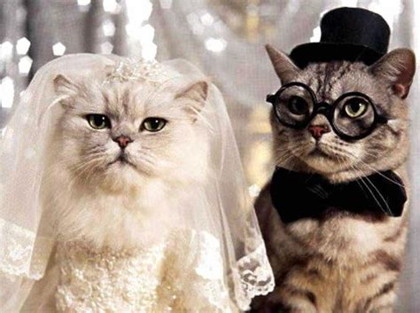 A Kid Sends His Neighbor The Most Adorable Wedding Invitation For His Cats