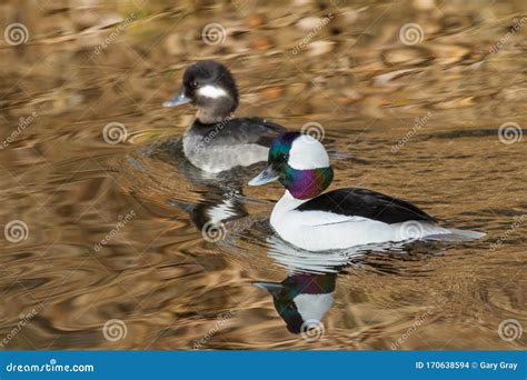 Waterfowl Of Colorado Male And Female Bufflehead Duck Swimming In A