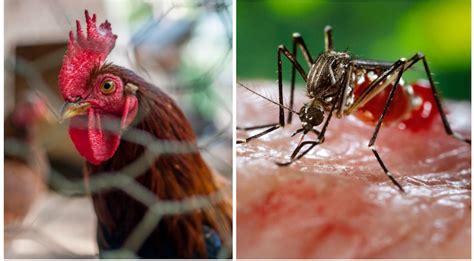 7 Facts About Chicken And Mosquito Losak9111 Health Nigeria
