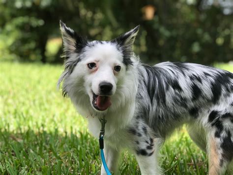 Possible Double Merle Puppy Forum And Dog Forums