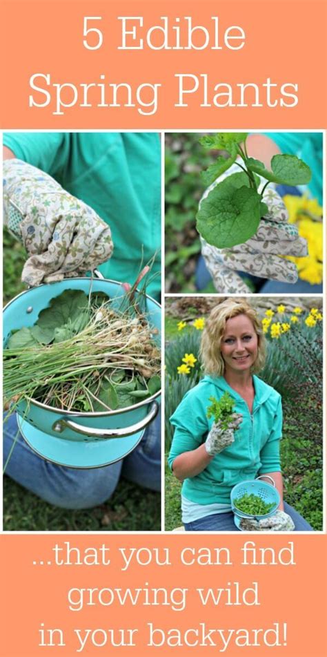 It's amazing how many edible plants can be found growing in your own backyard. Gardening Tips | Gardening Things