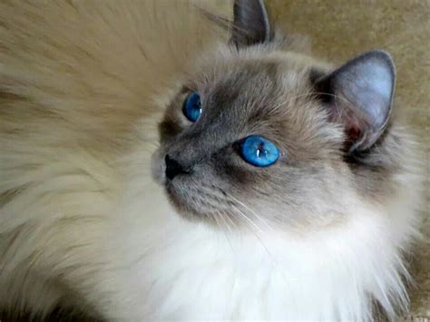 Beautiful Bluepoint Balinese Sophie Balinese Cat Cats And
