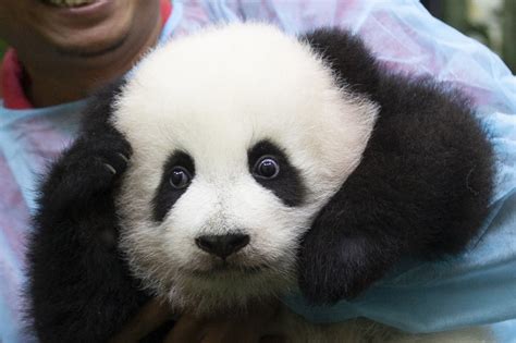 Screw It Heres A New Baby Panda To Distract You From The World