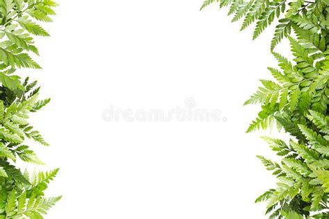 Green Leaves For Frame On White Background Nature Border Stock Image