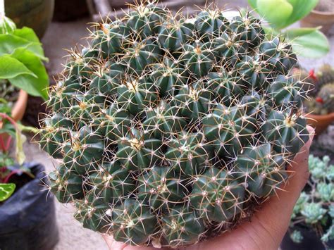 Es importante saber que un cactus torcido a veces puede ser irrecuperable, ya que cuanto más además de que un cactus crezca torcido o que ya esté bastante torcido, podemos encontrarnos con otro si nuestro cactus ya tiene ciertos años y lleva tiempo torcido colocaremos el tutor de la mejor. Semillas del melocactus