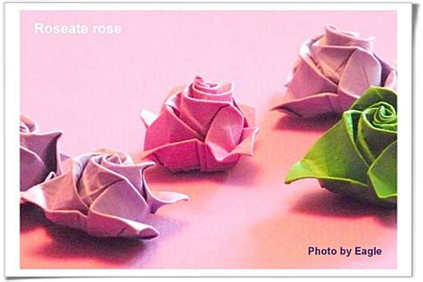 Eagle 摺紙 摺紙教學 紫玫瑰 Roseate Rose