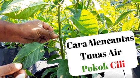 Ini lah cara penjagaan pokok fiddle fig these pictures of this page are tips dan cara penjagaan tanaman pokok cili. Lihat Cara Mencantas Tunas Air Pokok Cili - Blog Cilibangi