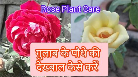 How To Care Rose Plantgulab Ke Paudhe Ki Dekhbhal Gardening Rose