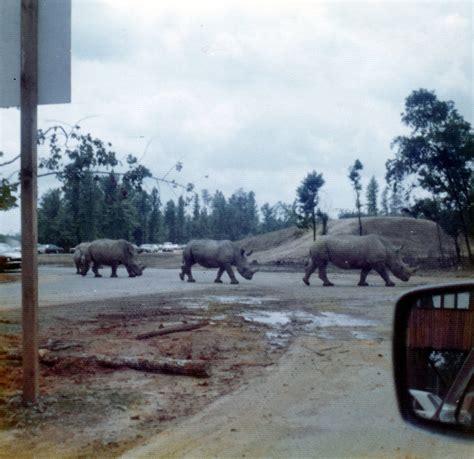 1974 Lion Country Safari Kings Dominion Doswell Va Jul Flickr