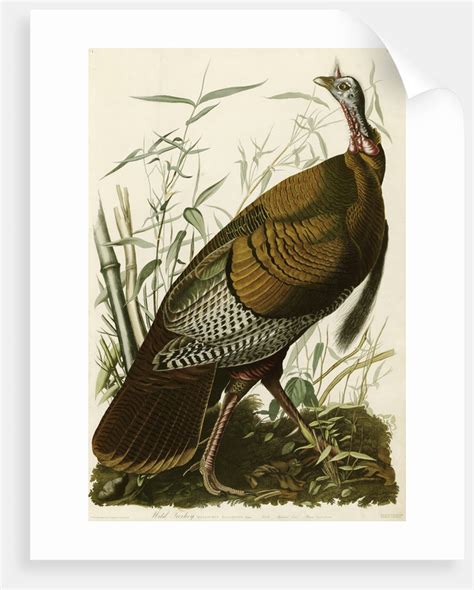wild turkey posters and prints by john james audubon