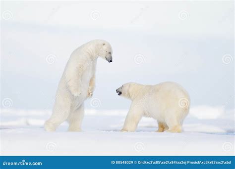 Polar Fight On The Ice Two Polar Bear Fighting On Drift Ice In Arctic