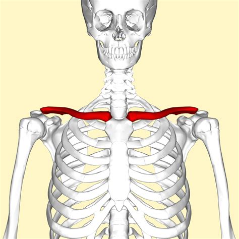 If the clavicle is displaced, stabilizing both. Clavicle - Wikipedia