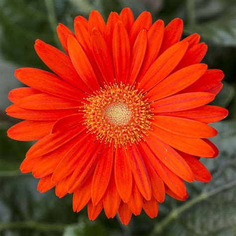 Gerbera Sweet Glow Perennial And Biennial Plants Thompson And Morgan